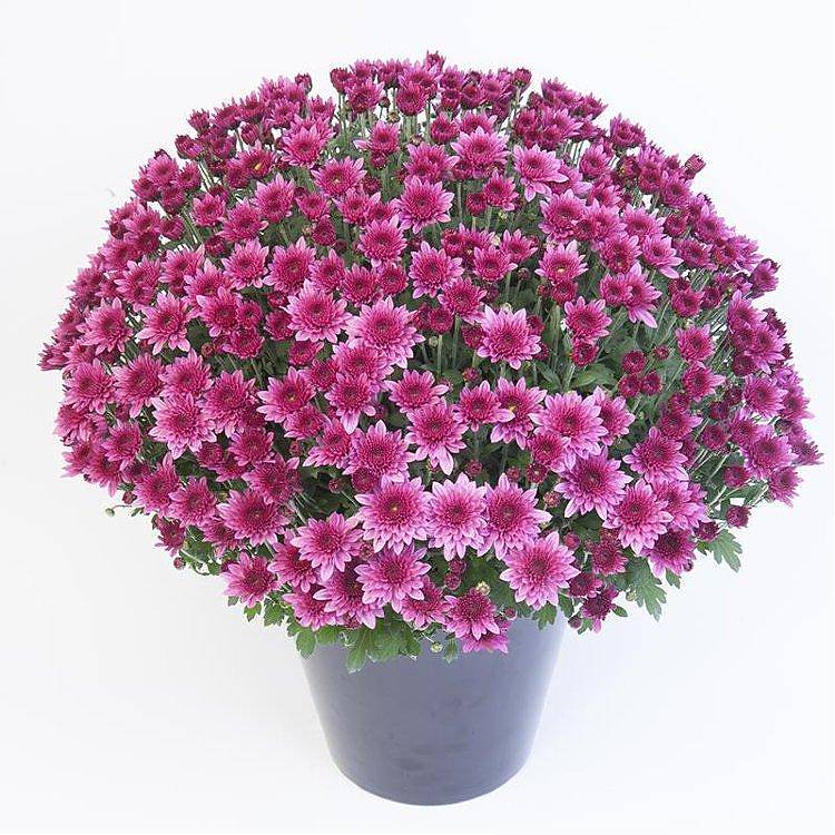 Хризантема Шар пурпурная - Chrysanthemum Bg trolley D20 H35