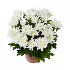 Хризантема Белая махровая - Chrysanthemum Chrystal White D20 H32