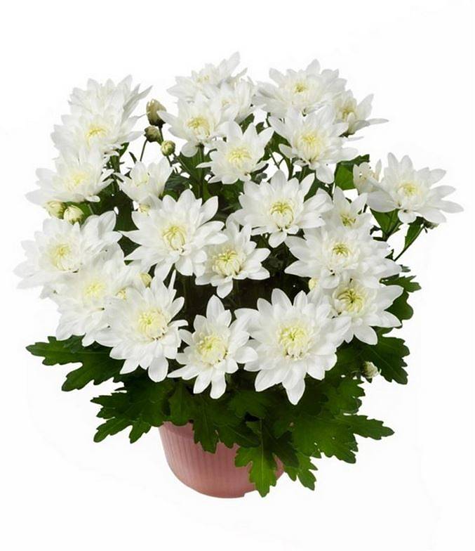 Хризантема в горшке Белая махровая - Chrysanthemum Chrystal White D20 H32