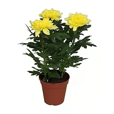 Хризантема Желтая - Chrysanthemum Yellow D10 H27