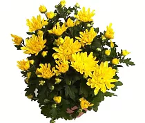 Хризантема Желтая махровая - Chrysanthemum Covington D15 H30