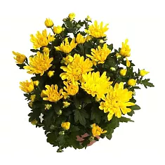 Хризантема Желтая махровая - Chrysanthemum Covington D15 H30