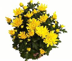 Хризантема в горшке Желтая махровая - Chrysanthemum Covington D15 H30