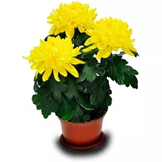 Хризантема Зембла Желтая - Chrysanthemum Zembla Yellow D10 H25