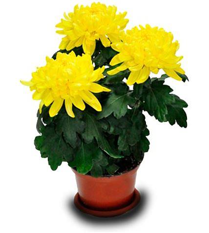 Хризантема Зембла Желтая - Chrysanthemum Zembla Yellow D10 H25