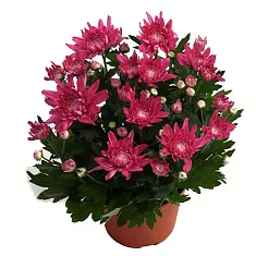 Хризантема  пурпурная - Chrysanthemum Indicum Grp Chrystal Misty Purple D20 H32