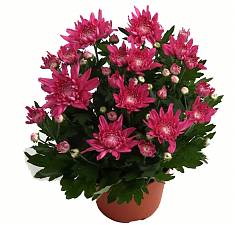 Хризантема  пурпурная - Chrysanthemum Indicum Grp Chrystal Misty Purple D20 H32
