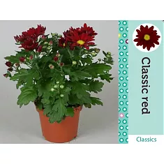 Хризантема Красная - Chrysanthemum Red D10 H25