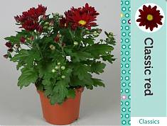 Хризантема в горшке Красная - Chrysanthemum Red D10 H25
