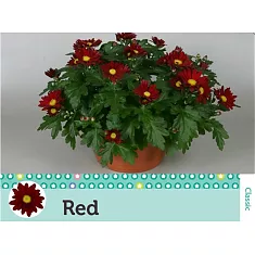 Хризантема Красная - Chrysanthemum Red D20 H32