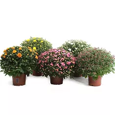 Хризантема Шар - Chrysanthemum Bg trolley D20 H35