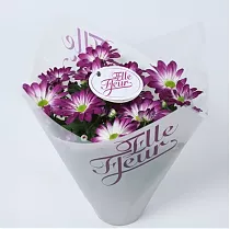 Хризантема пурпурная - Chrysanthemum Indicum Grp Elle Fleur D15 H27