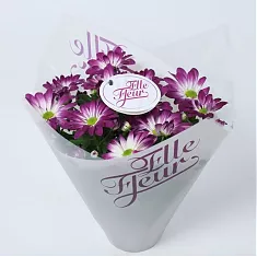 Хризантема пурпурная - Chrysanthemum Indicum Grp Elle Fleur D15 H27