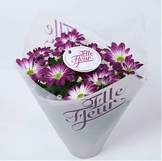 Хризантема в горшке пурпурная - Chrysanthemum Indicum Grp Elle Fleur D15 H27