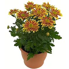 Хризантема желтая - Chrysanthemum Lake Worth D15 H30