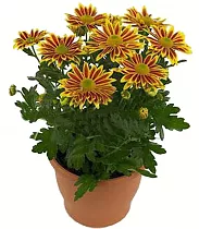 Хризантема желтая - Chrysanthemum Lake Worth D15 H30