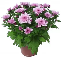 Хризантема розовая - Chrysanthemum Indicum Grp Mount Ventoux D15 H30