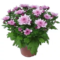 Хризантема розовая - Chrysanthemum Indicum Grp Mount Ventoux D15 H30