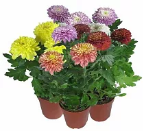 Хризантема Зембла микс - Chrysanthemum D12 H30