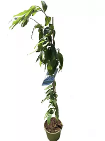 Сметанное яблоко, или аннона колючая или гуанабана или гравиола - Annona muricata D18 H100