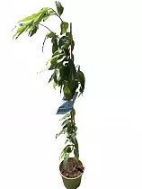 Сметанное яблоко, или аннона колючая или гуанабана или гравиола - Annona muricata D18 H100