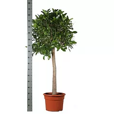 Австралийский фикус  штамб - Ficus australis D40 H175