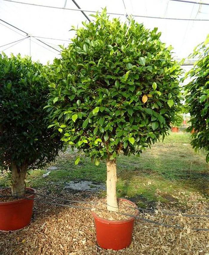 Австралийский фикус - Ficus australis D60 H240