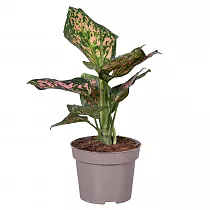 Аглаонема Споттед Стар - Aglaonema Spotted Star  D12 H35