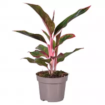 Аглаонема Лайт пинк стар - Aglaonema Light Pink Star D12 H35