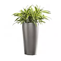 Хлорофитум 4 штуки + Lechuza RONDO 32