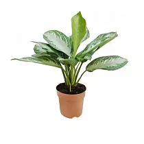 Аглаонема Сильвер Бей - Aglaonema Silver Bay D14 H35