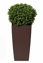 Самшит + Lechuza CUBICO Color 30