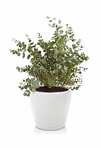 Эвкалипт + Lechuza CLASSICO LS 21