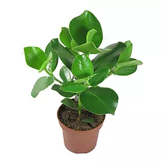 Клузия розовая - Clusia rosea D12 H35