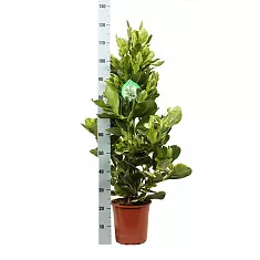 Клузия Розеа Вайт стар - Clusia rosea White star  D22 H120