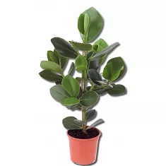 Клузия - Clusia D18 H70