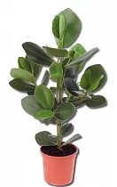 Клузия - Clusia D18 H70