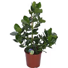 Клузия Принцесс - Clusia Rosea Princess D18 H80