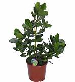 Клузия Принцесс - Clusia Rosea Princess D18 H80