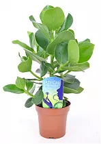 Клузия - Clusia D15 H50