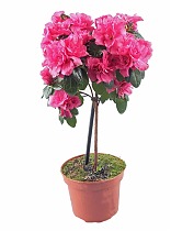 Азалия - Azalea D17 H65-70