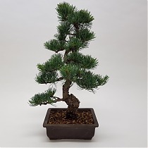 Бонсай Сосна - Bonsai Pinus Parviflora D24 H50