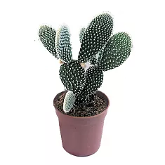 Опунция мелковолосистая - Opuntia microdasys  D12 H25