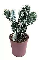 Опунция мелковолосистая - Opuntia microdasys  D12 H25