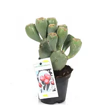 Опунция Opuntia WITH FRUIT D19 H60