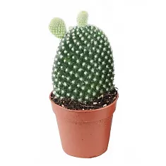 Опунция мелковолосистая - Opuntia microdasys  D5 H15