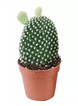 Опунция мелковолосистая - Opuntia microdasys  D5 H15