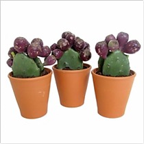 Опунция Инжирная (Индийская) - Opuntia Ficus-indica D9 H15