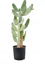 Опунция консолея - Opuntia consolea D32 H130