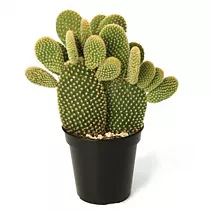 Опунция микродезис руфида -  Opuntia Microdasys Rufida D17 H35
